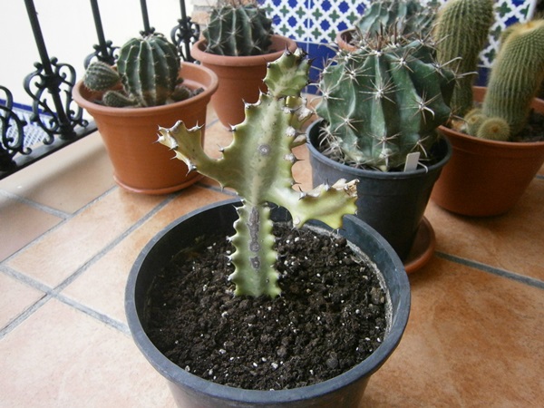 Euphorbia lactea