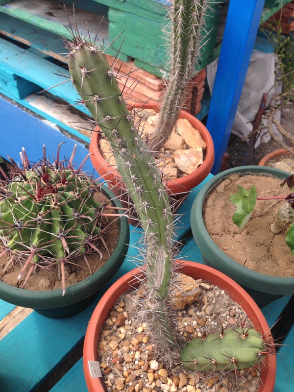 Harrisia tephracantha?