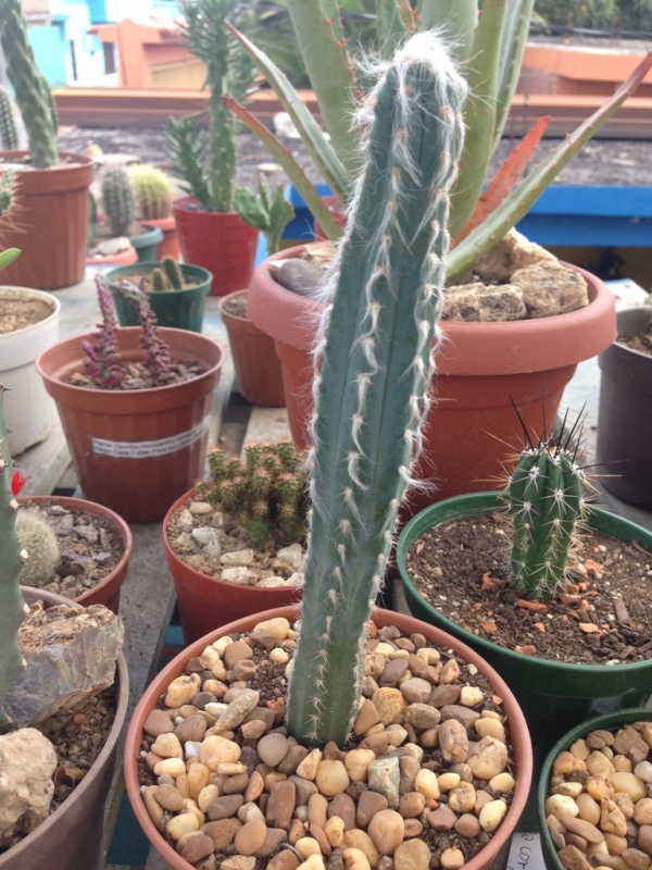 Pilosocereus leucocephalus?