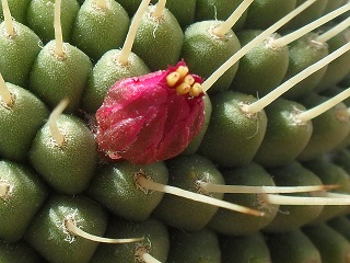 detalle con macro de la flor