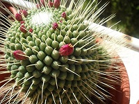 spinosisima un pico vista general