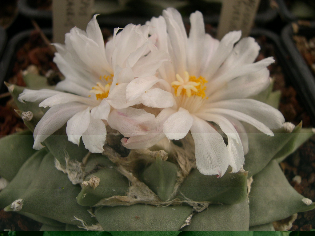 DSCN0041.JPG
