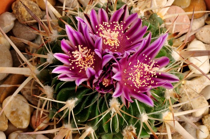 Stenocactus crispatus (2).JPG