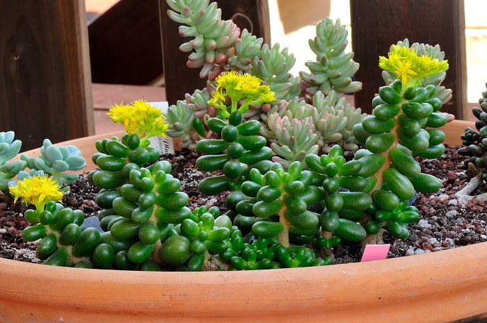 Sedum hernandezii (1).JPG