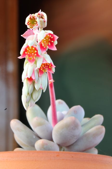 Pachyphytum oviferum (2).JPG