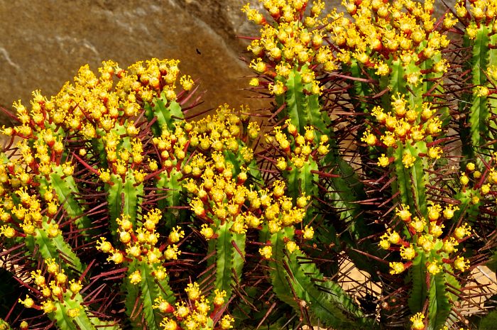 Euphorbia enopla (2).JPG