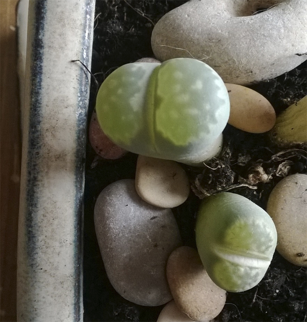 lithops1.jpg