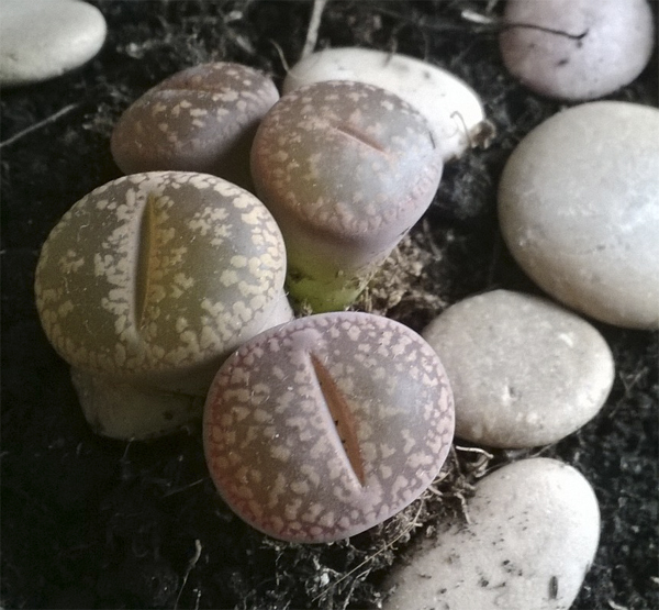 lithops2.jpg