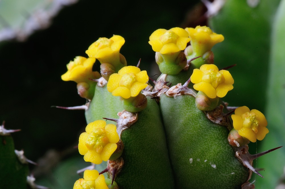 Euphorbia resinifera