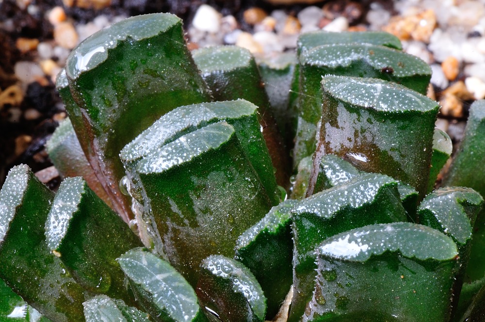 Haworthia truncata