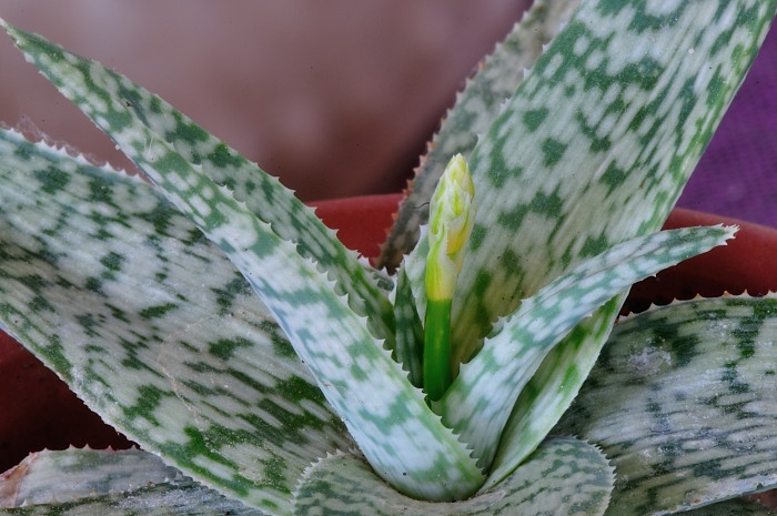 DSC_8078.JPG