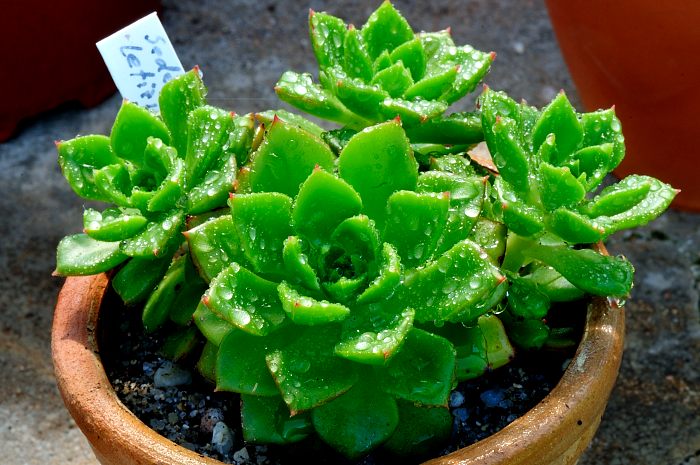 Sedeveria 'Letizia'