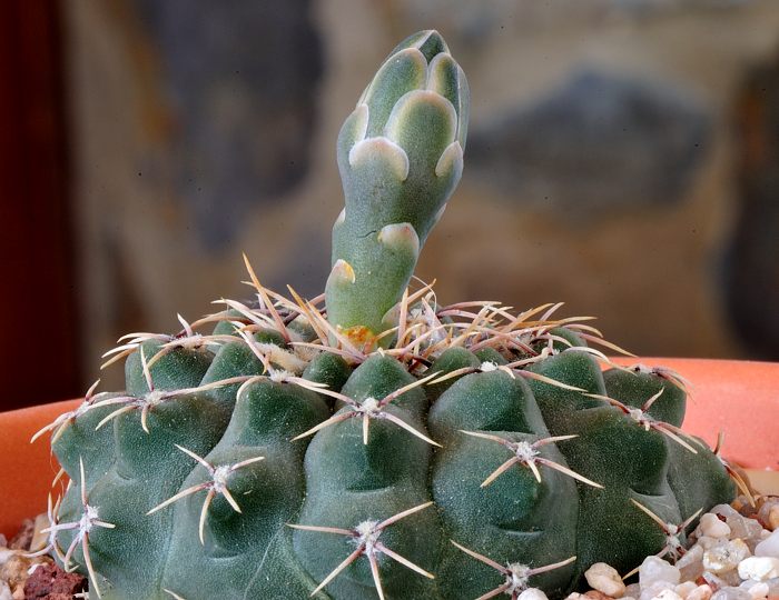 Gymnocalycium sp (si alguien sabe el apellido...florece el blanco)