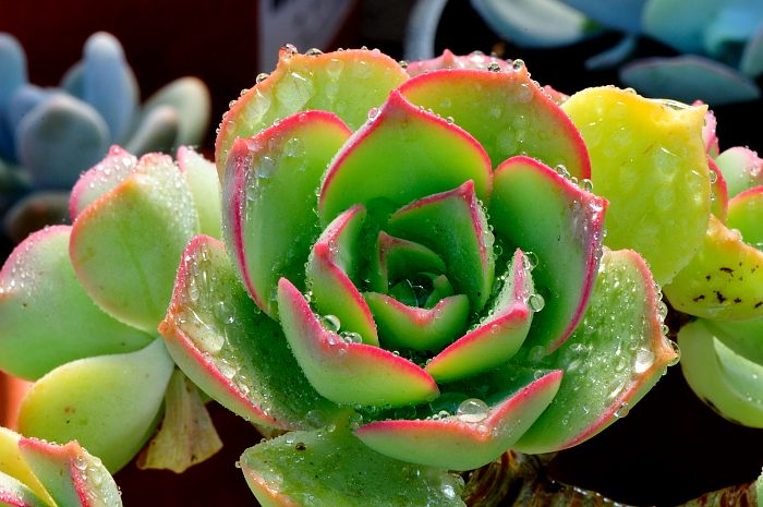 Aeonium lanzarotense