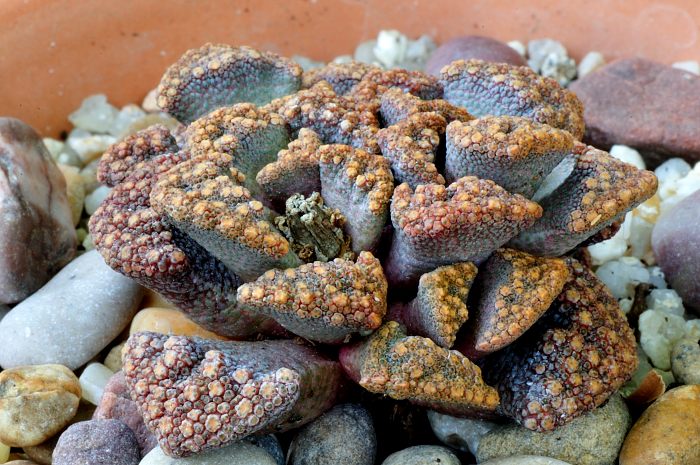 Titanopsis calcarea