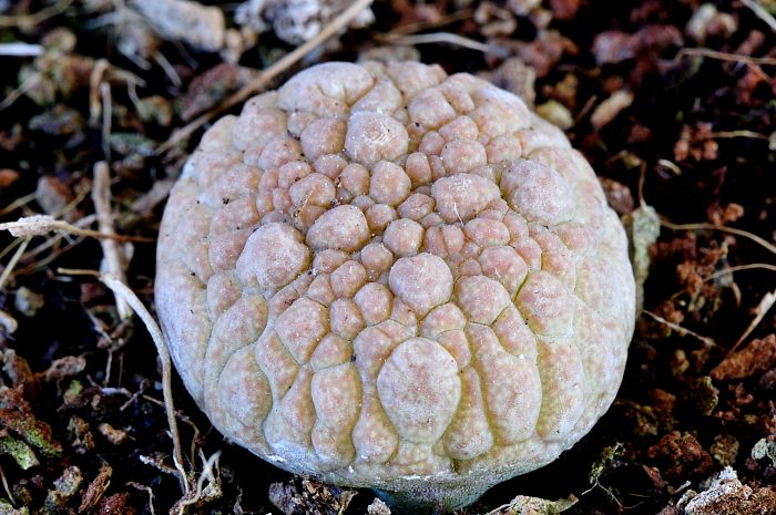 Pseudolithos migiurtinus