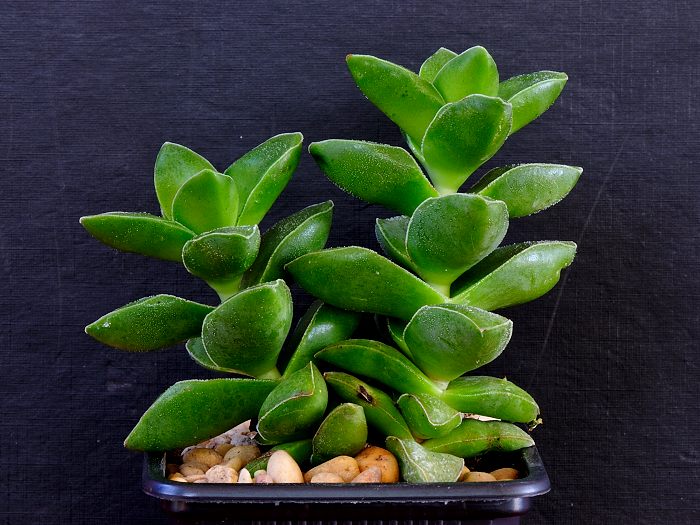 Crassula 'Springtime'