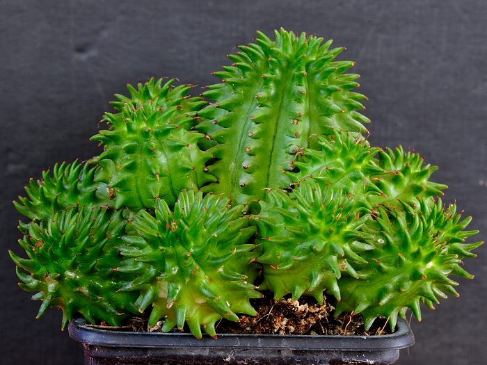 Euphorbia suzannae