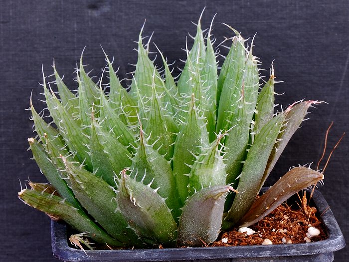 Haworthia arachnoidea