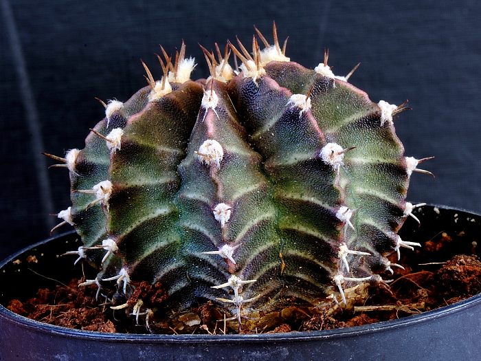 Gymnocalycium mihanowichii