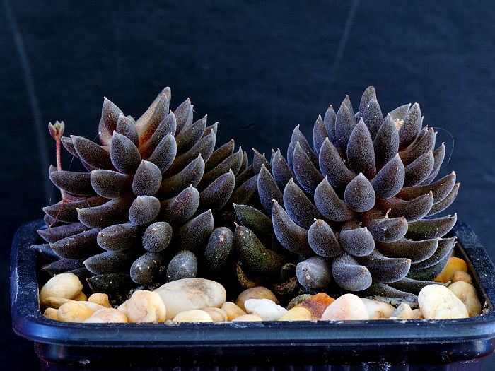 Sinocrassula yunnanensis