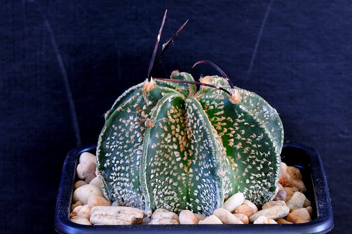 Astrophytum capricorne