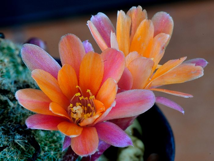 Rebutia 'Pink Champagne' ID V. Bueno