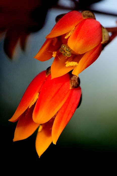 Echeveria 'Dyonisos'