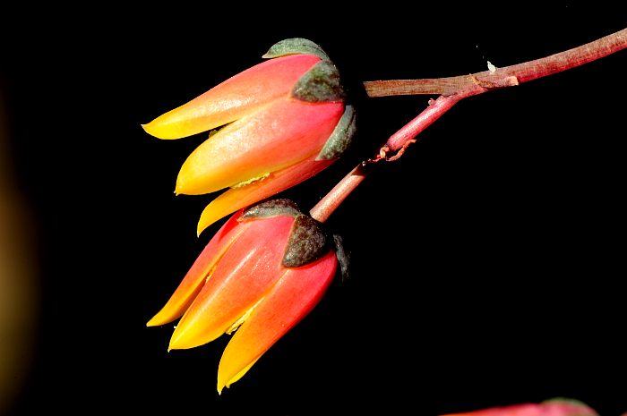Echeveria 'Dyonisos'