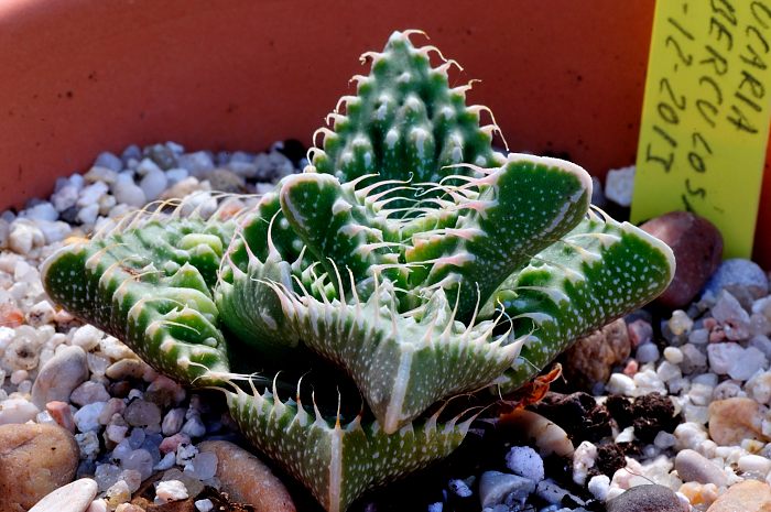 Faucaria tuberculosa