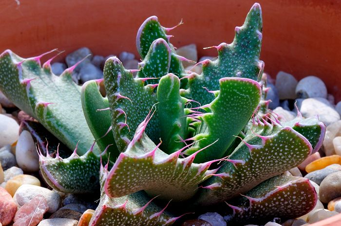 Faucaria cf. tigrina