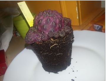 cactus.JPG