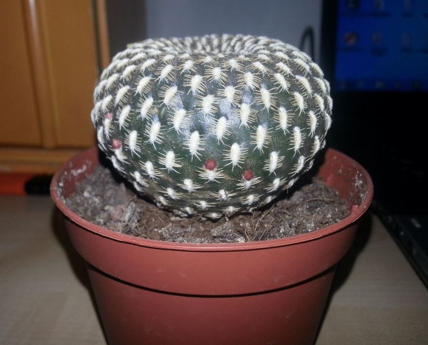 sulcorebutia.JPG