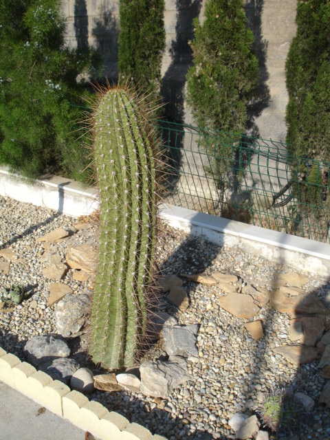 Pasacana en Jardín.JPG