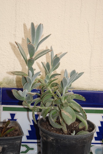 Kalanchoe tomentosa