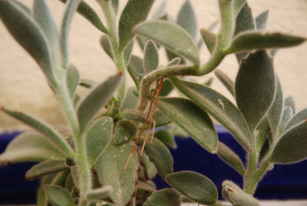 Raices en busca de tierra