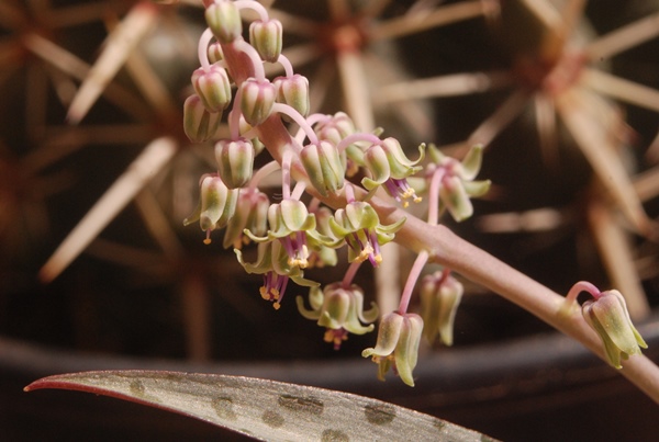 Flores de Ledebouria socialis