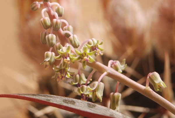 Racimo de flores de Ledebouria socialis