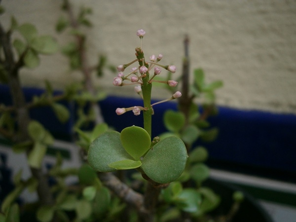 Portulacaria afra