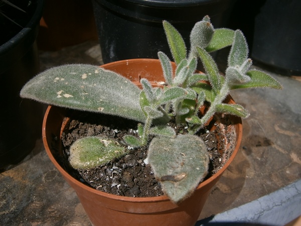 Kalanchoe tormentosa