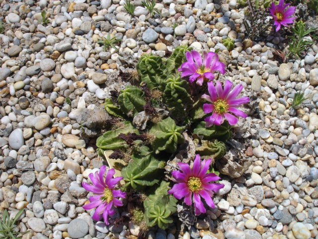 Echinocereus (1).JPG