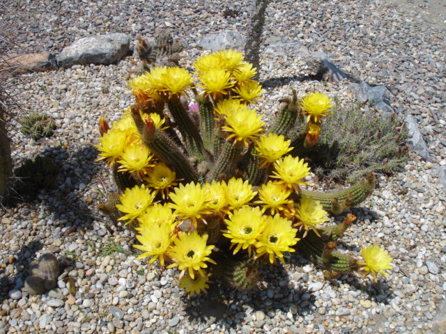 Echinocereus (2).JPG