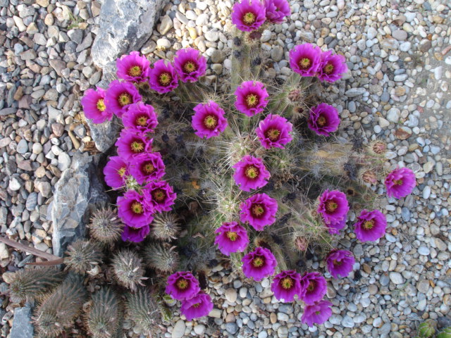 Echinocereus (2).JPG