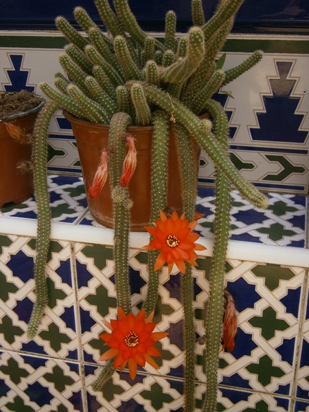 Echinopsis Chamaecereus