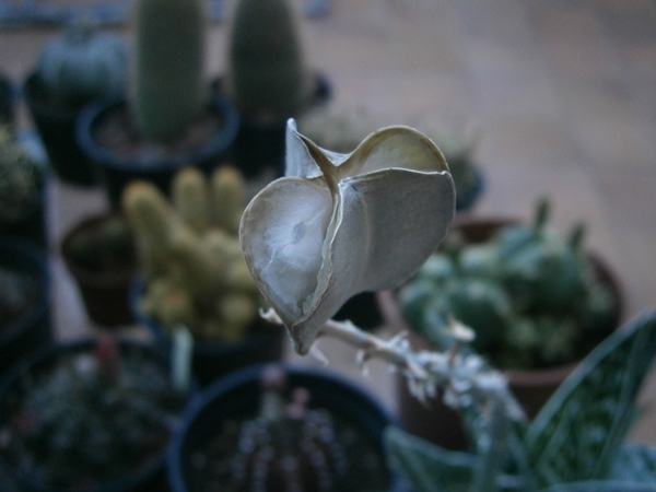 Fruto maduro de Aloe variegata