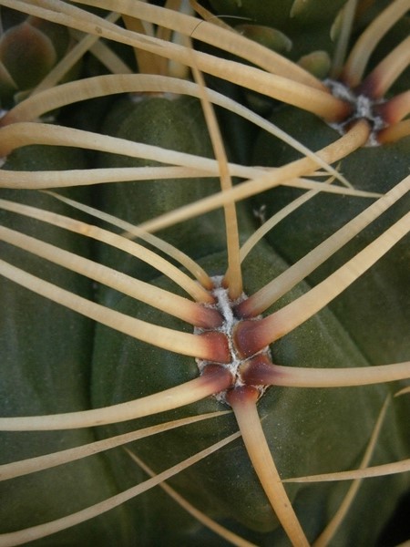 Detalle de espinas