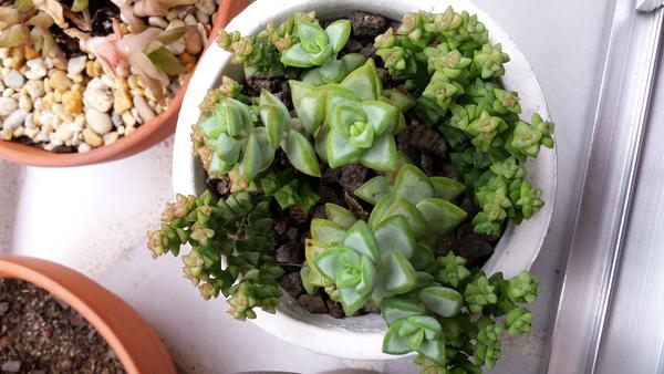 crassula rupestris ssp. rupestris.jpg