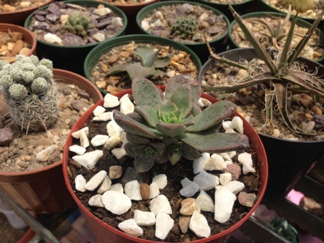 Aeonium (viene de la Colonia Tovar)