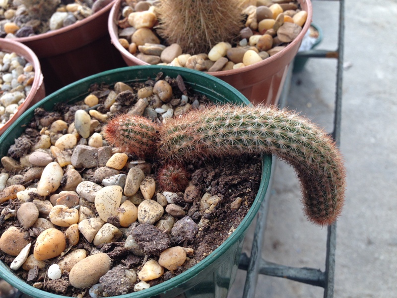 Cleistocactus?