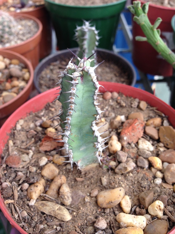 Esta Euphorbia se ha vuelto algo comun en los viveros.